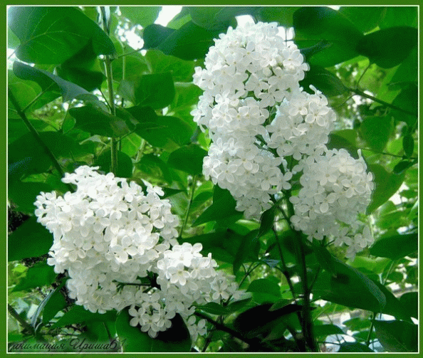 белая сирень